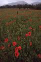 France 99 Poppies and Hills